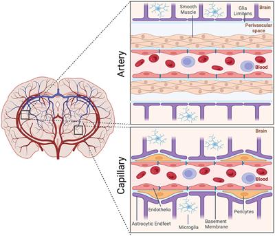 Frontiers | Development of circadian neurovascular function and 